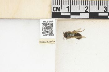 Media type: image;   Entomology 774083 Aspect: Labels